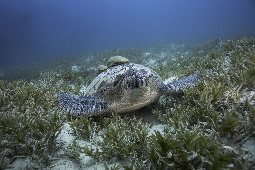 Dive into the World of Sea Turtles: