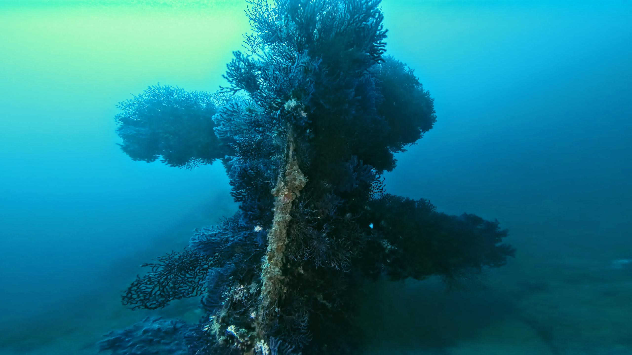 Shipwrecks as Artificial Reefs & Biodiversity Hotspots